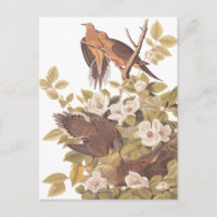 Audubon's Carolina Turtle Dove