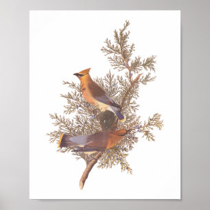 Audubon's Cedar Waxwing Bird Pair on Evergreen  Poster