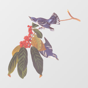 Audubon's Cerulean Warbler Birds with Bear Berries