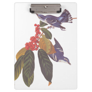 Audubon's Cerulean Warbler Birds with Bear Berries Clipboard