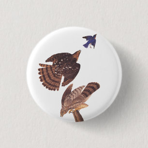 Audubon's Coopers Hawk Bird of Prey 3 Cm Round Badge