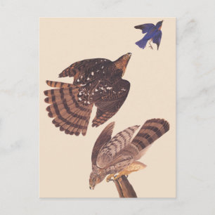 Audubon's Coopers Hawk Bird of Prey Postcard