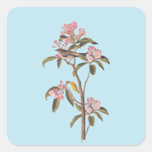 Audubon's Cuvier's Kinglet Bird on Pink Calico Square Sticker