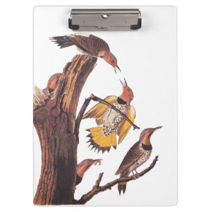 Audubon's Golden-Winged Woodpecker Family of Birds Clipboard