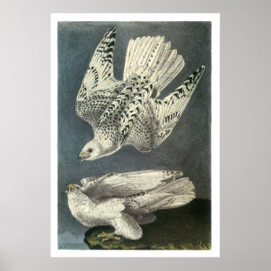Audubon's Gyrfalcon Poster