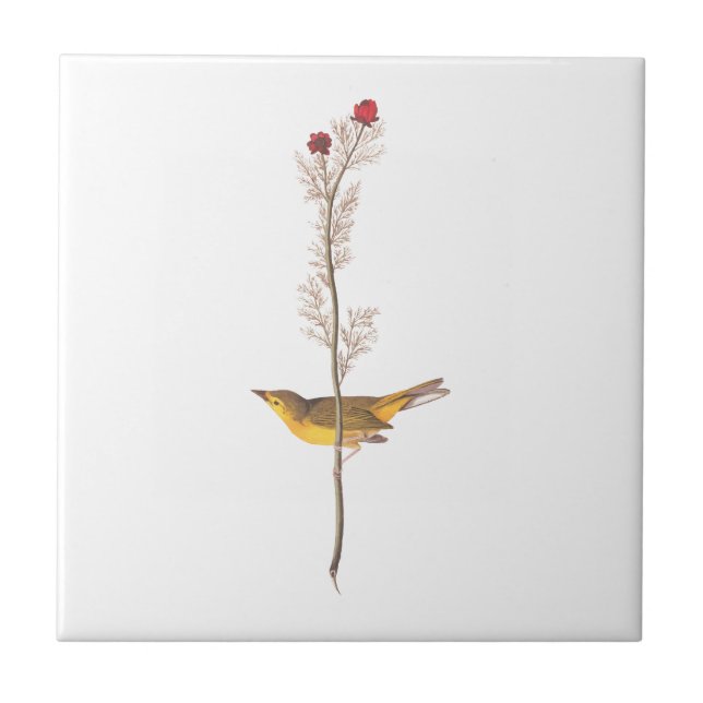 Audubon's Hooded Warbler Bird on Red Flower Tile (Front)