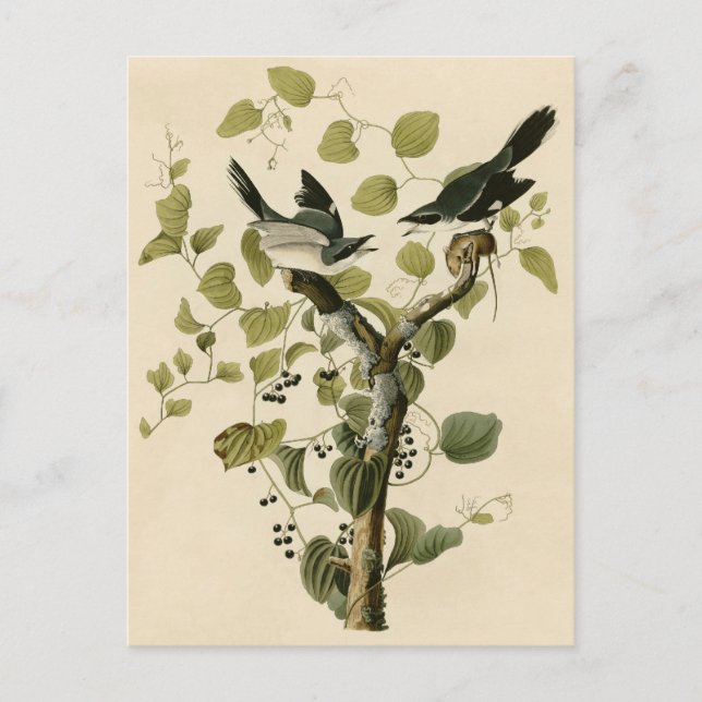 Audubon's Loggerhead Shrike Postcard (Front)
