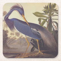 Audubon's Louisiana Heron or Tricolored Heron