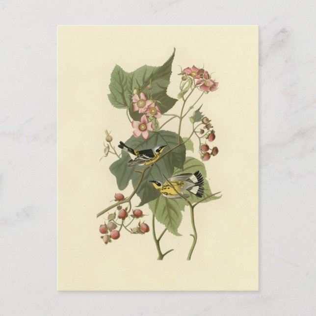 Audubon's Magnolia Warbler Postcard (Front)