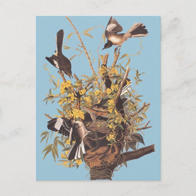 Audubon's Mocking Bird Postcard (Front)