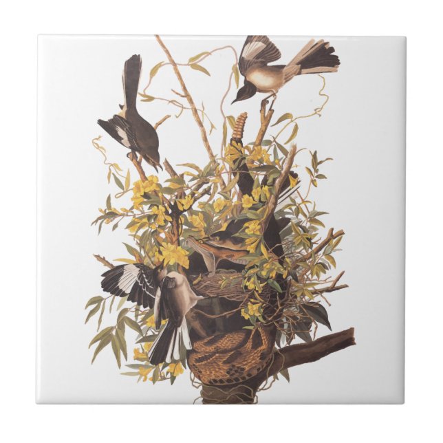 Audubon's Mocking Bird Tile (Front)