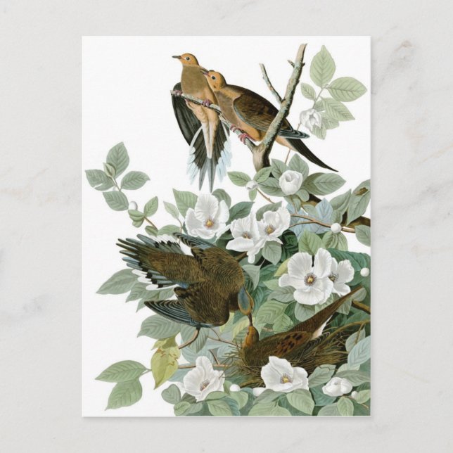 Audubon's Mourning Dove Postcard (Front)