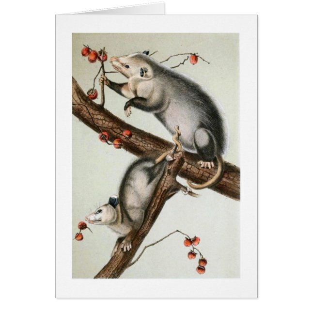 Audubon's Oppossums (Front)