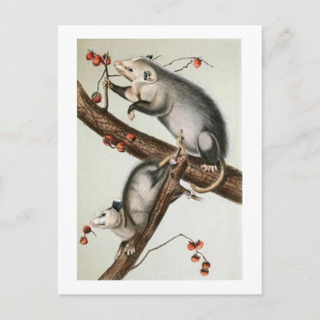 Audubon's Oppossums Postcard (Front)