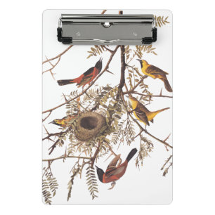Audubon's Orchard Oriole Birds Nesting in Tree Mini Clipboard