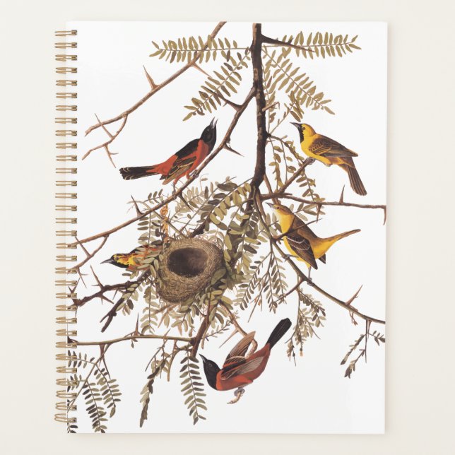 Audubon's Orchard Oriole Birds Nesting in Tree Planner (Front)