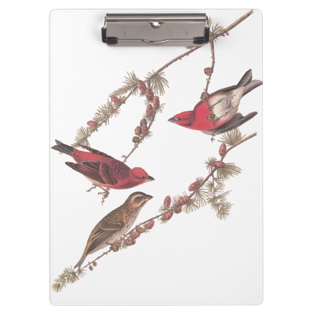 Audubon's Purple Finch Red Birds on Conifer Tree Clipboard (Front)