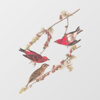 Audubon's Purple Finch Three Red Birds in Winter