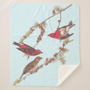 Audubon's Purple Finch Three Red Birds in Winter Sherpa Blanket
