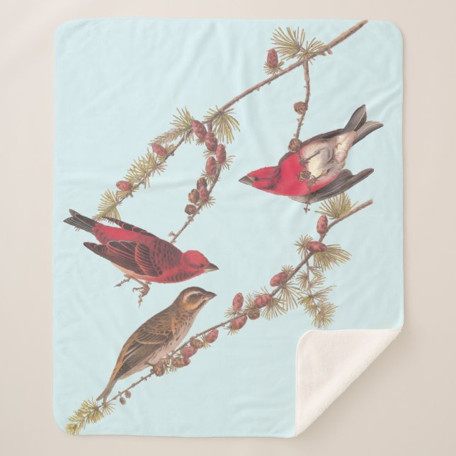 Audubon's Purple Finch Three Red Birds in Winter Sherpa Blanket (Front)