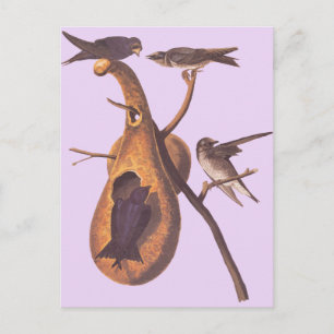 Audubon's Purple Martin Postcard