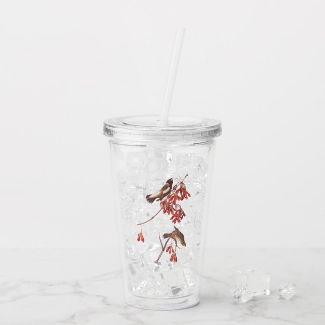 Audubon's Rice Bunting Birds or Bobolink Birds Acrylic Tumbler (Back Ice)