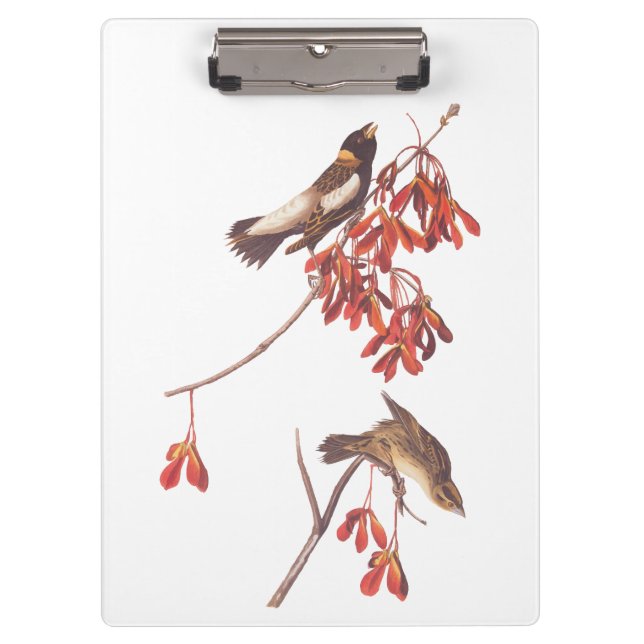 Audubon's Rice Bunting Birds or Bobolink Birds Clipboard (Front)