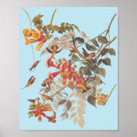 Audubon's Ruby Throated Hummingbirds and Flowers