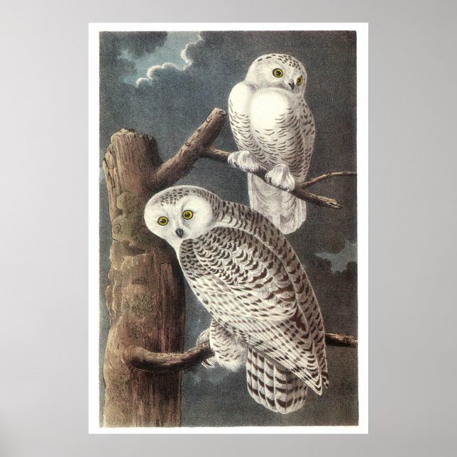 Audubon's Snowy Owl Poster (Front)