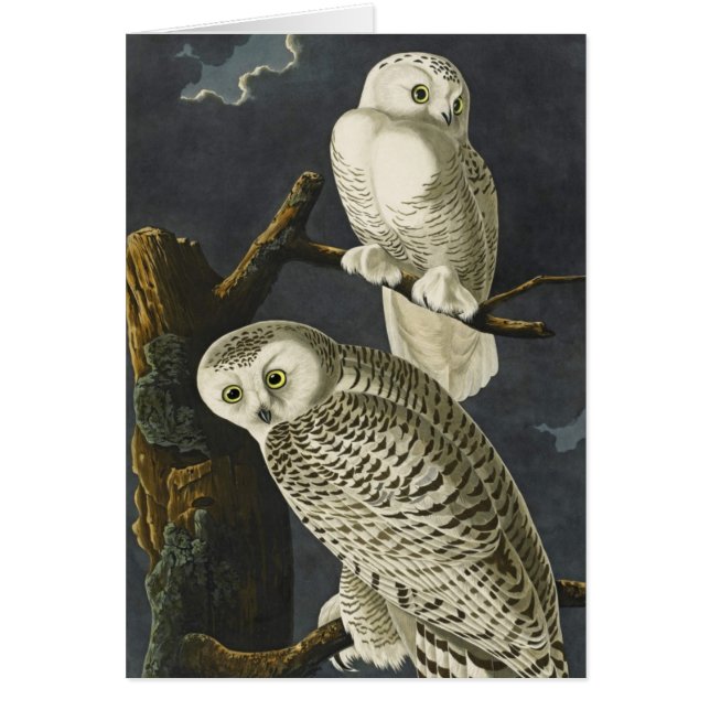 Audubon's Snowy Owls (Front)