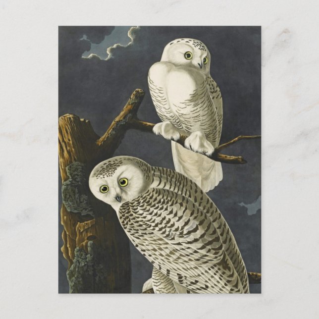 Audubon's Snowy Owls Postcard (Front)