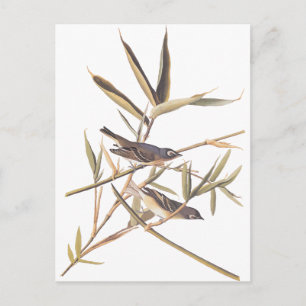 Audubon's Solitary Flycatcher Postcard