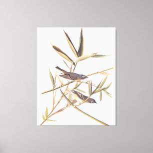 Audubon's Solitary Vireo Flycatcher Birds on Cane Canvas Print