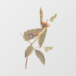 Audubon's Swainson's Warbler on Oak Branch
