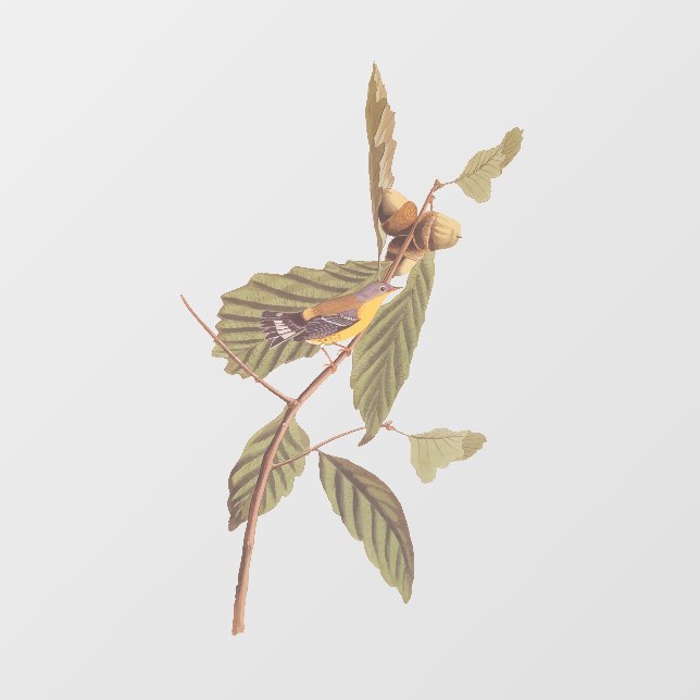 Audubon's Swainson's Warbler on Oak Branch (Sheet)