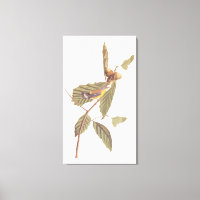 Audubon's Swainson's Warbler on Oak Branch