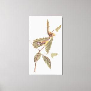 Audubon's Swainson's Warbler on Oak Branch Canvas Print