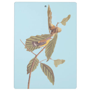 Audubon's Swainson's Warbler on Oak Branch Clipboard