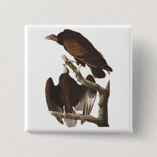 Audubon's Turkey Vulture 15 Cm Square Badge