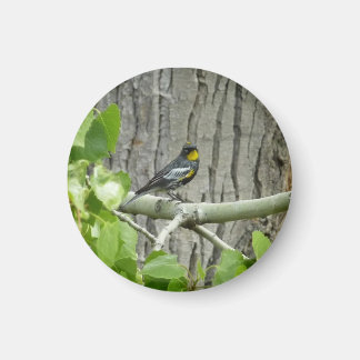 Audubon's Warbler Nature Photography Magnet