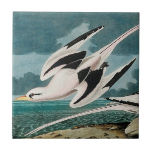 Audubon's White-Tailed Tropicbird Tile