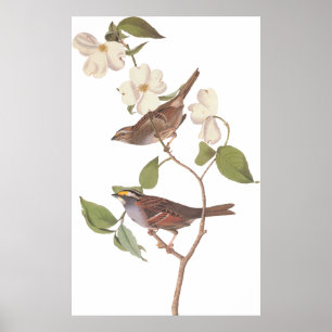 Audubon's White Throated Sparrow Bird with Flowers Poster