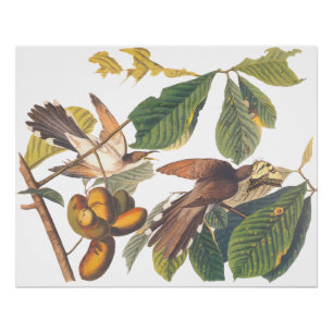 Audubon's Yellow-Billed Cuckoo Birds in Fruit Tree Poster
