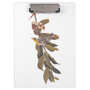 Audubon's Yellowthroat Warbler Bird on Tree Branch Clipboard