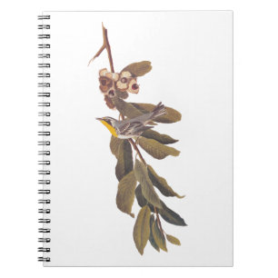 Audubon's Yellowthroat Warbler Bird on Tree Branch Notebook