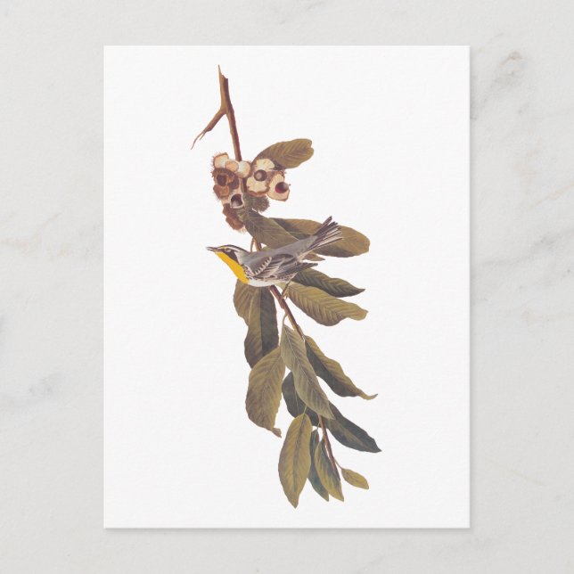 Audubon's Yellowthroat Warbler Bird on Tree Branch Postcard (Front)