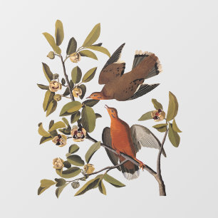 Audubon's Zenaida Dove Birds on Tree Branch