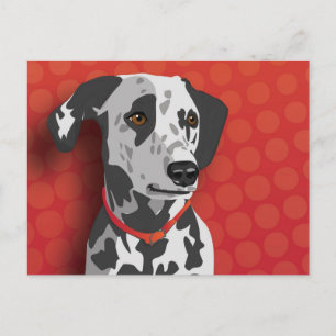 Augie the Dalmatian Postcard