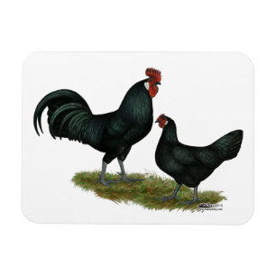 Augsburger Chickens Magnet