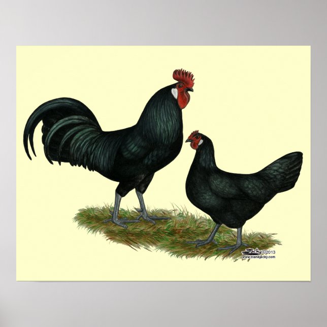 Augsburger Chickens Poster (Front)